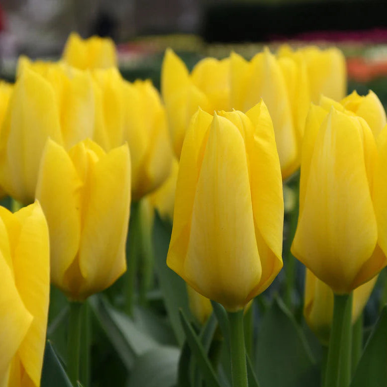  Tulipe jaune 