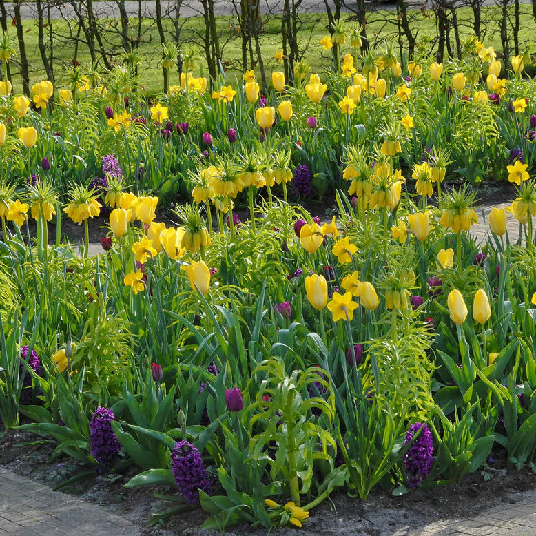  Tulipe jaune 