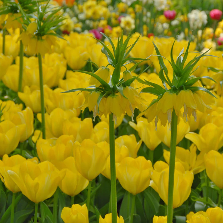  Tulipe jaune 