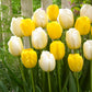tulipe-jaune