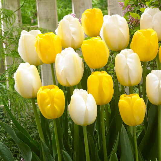 tulipe-jaune