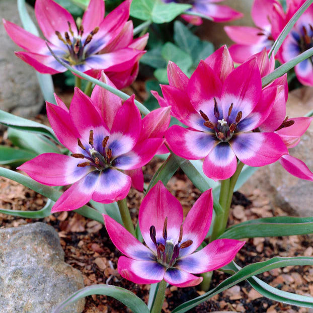 Tulipes little beauty Image