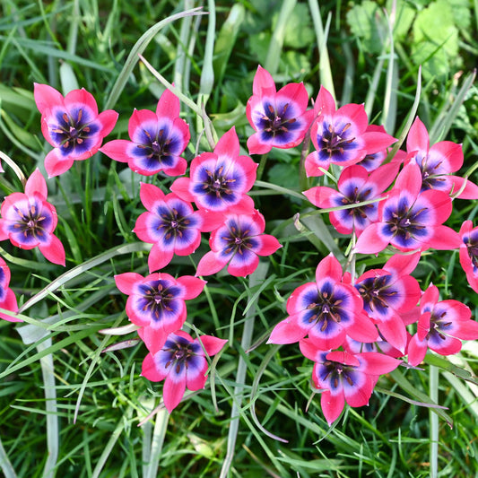 Tulipes little beauty