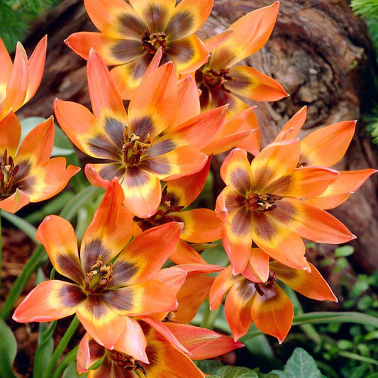 Tulipe little princess