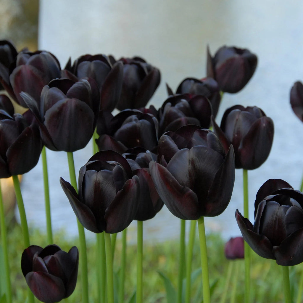 tulipe-noire