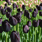 tulipe-noire