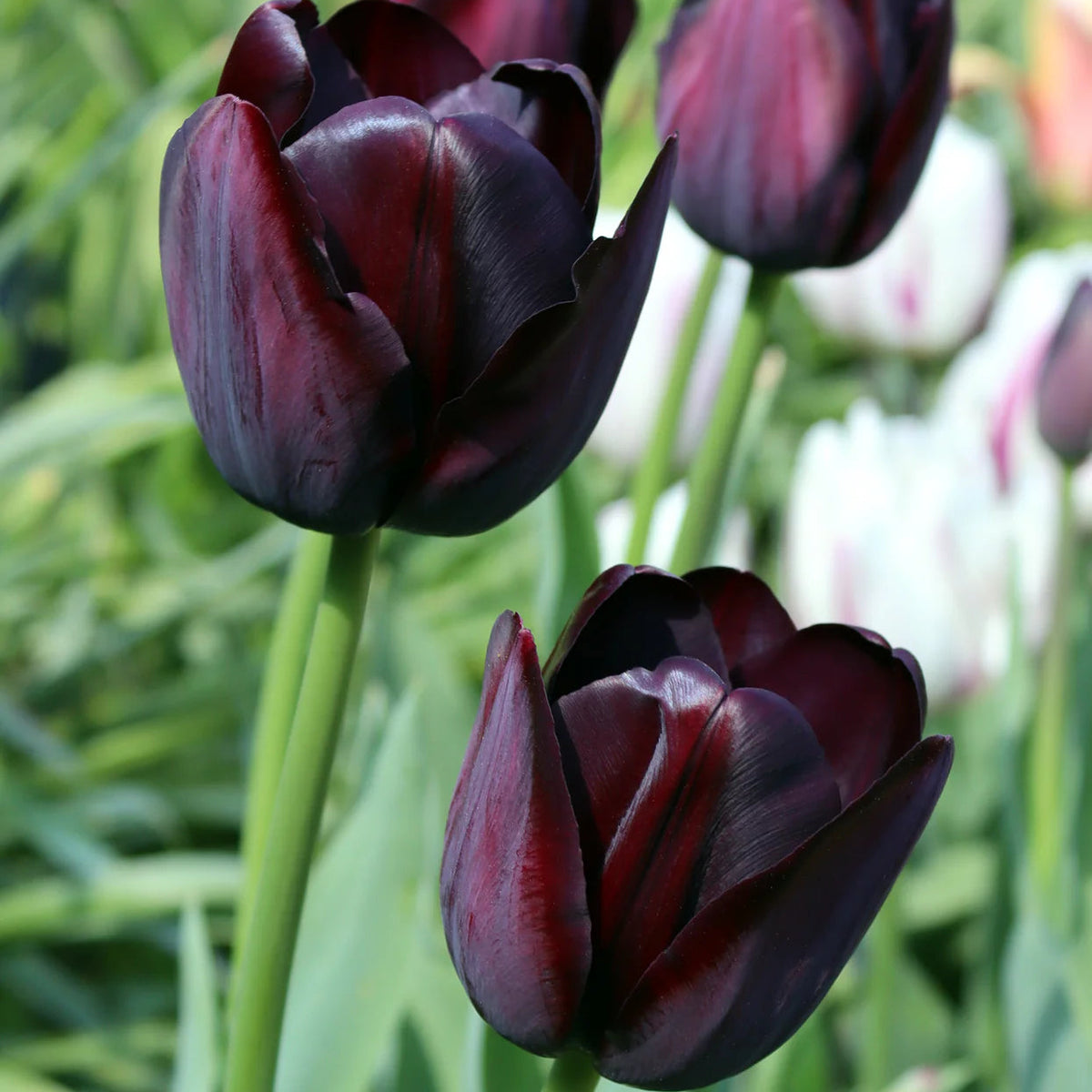 tulipe-noire