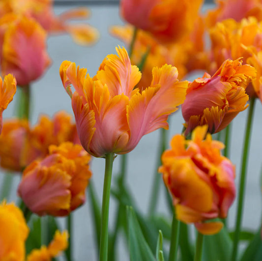 Tulipe Perroquet orange