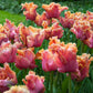 Tulipe Perroquet orange