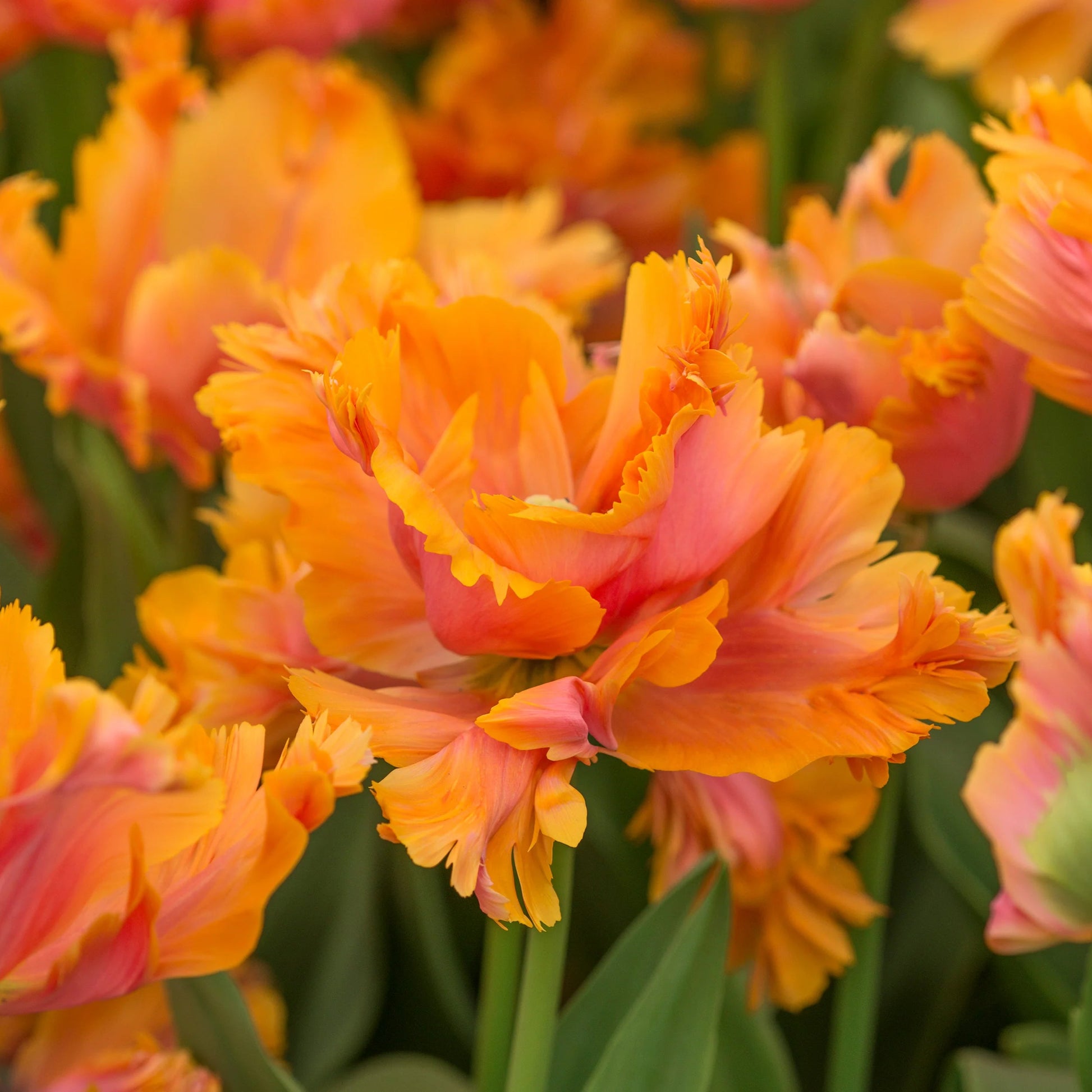 Tulipe Perroquet orange