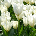 tulipe blanche