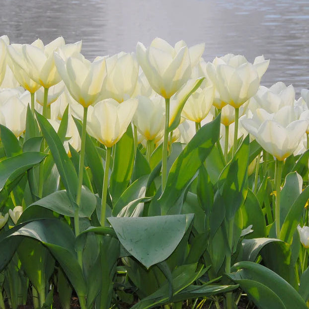 tulipe blanche