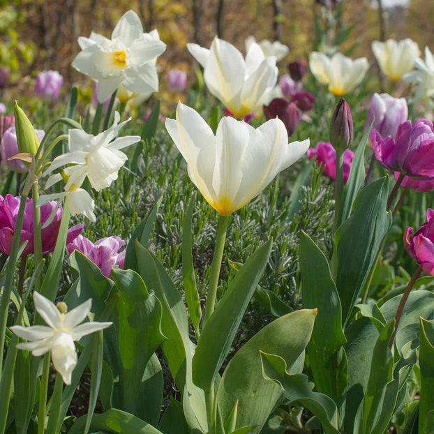 tulipe blanche