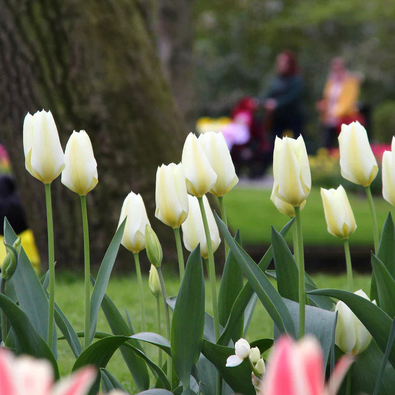 tulipe blanche