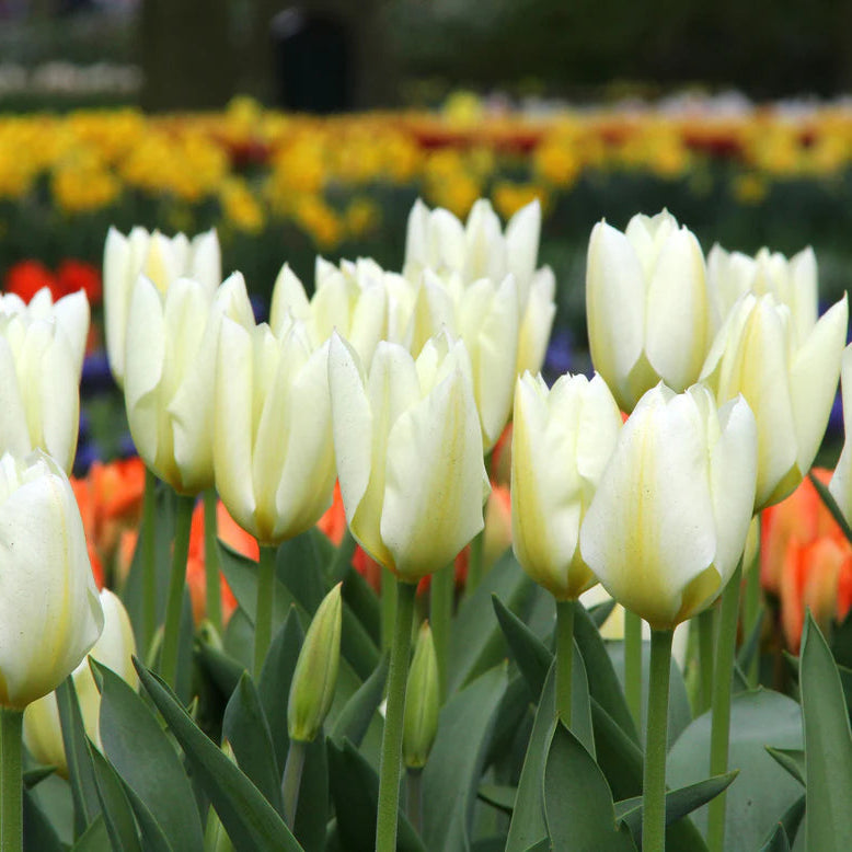 tulipe blanche