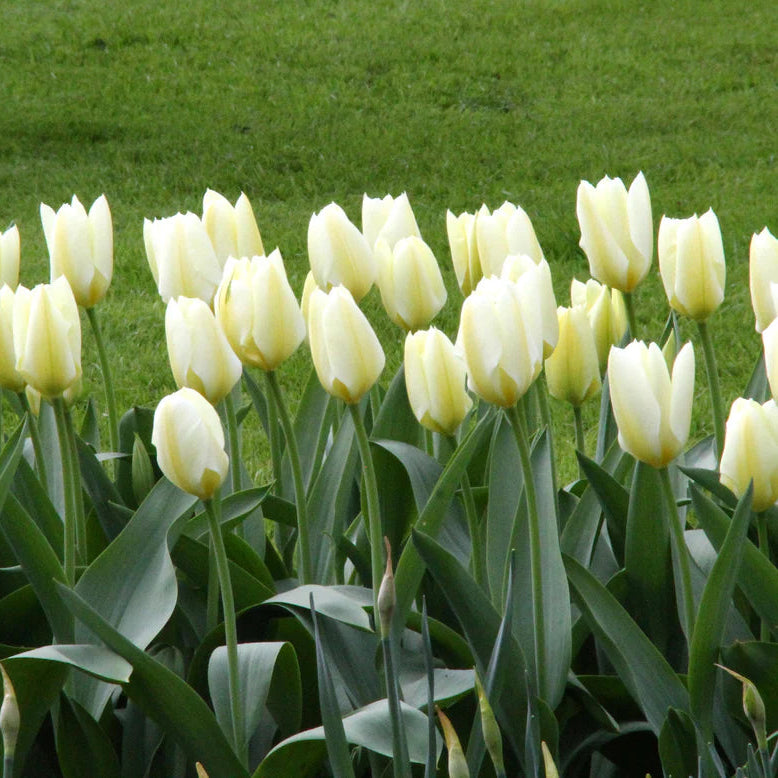 tulipe blanche