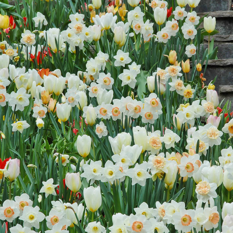 tulipe blanche