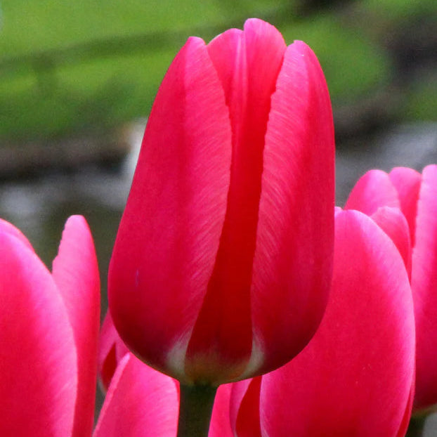 tulipe rose