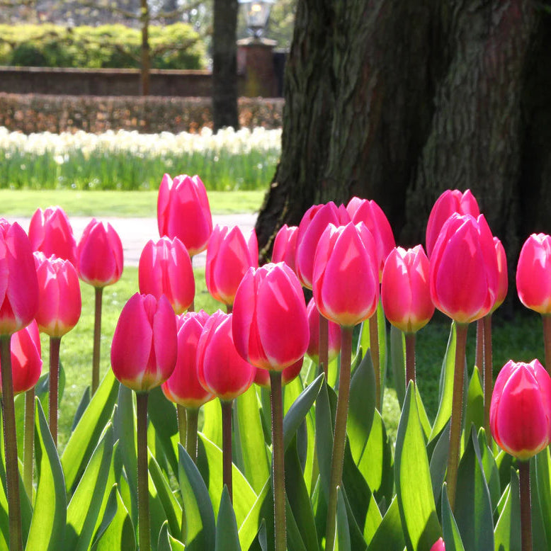 tulipe rose