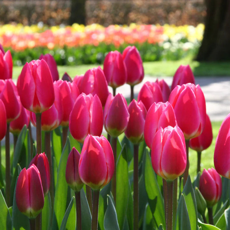 tulipe rose