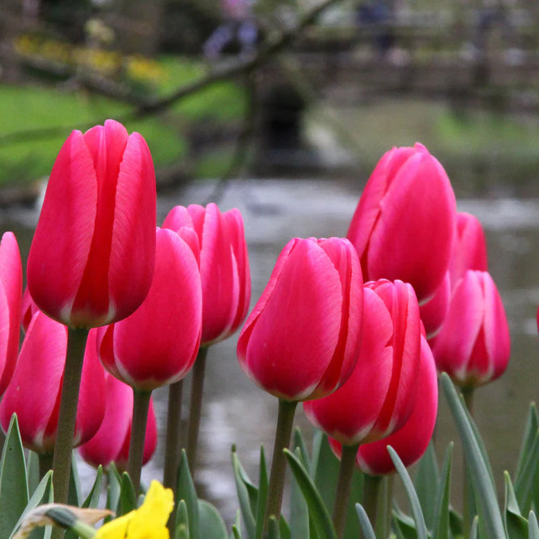 tulipe rose