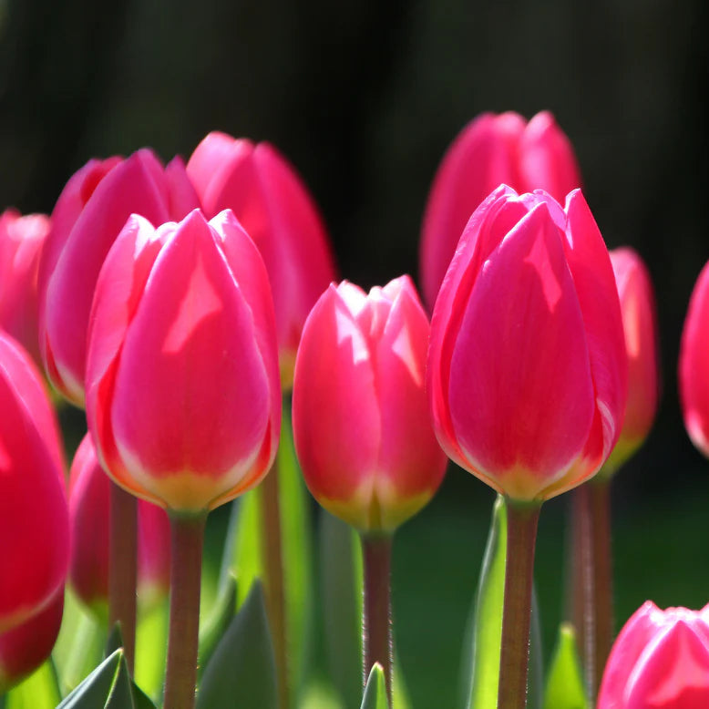 tulipe rose