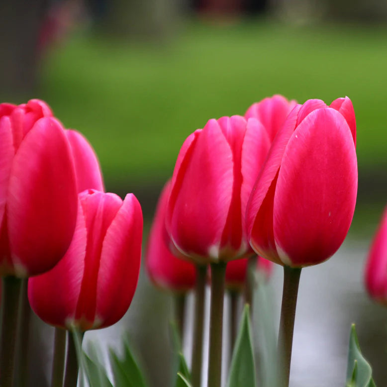 tulipe rose