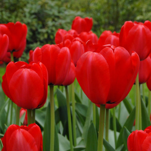 tulipe-rouge