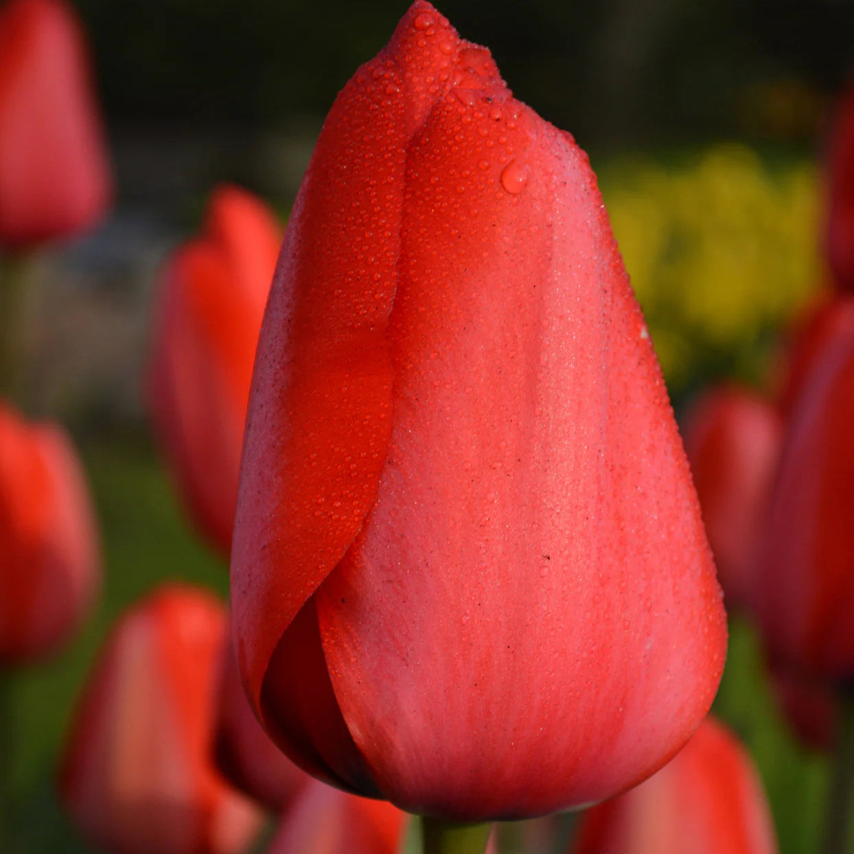 tulipe-rouge Imagen
