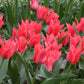tulipe-toronto