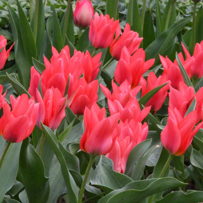 tulipe-toronto Immagine