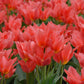 tulipe-toronto