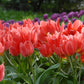 tulipe-toronto