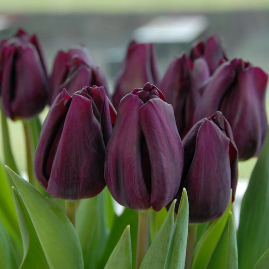 tulipe-violet