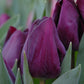 tulipe-violet