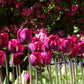 tulipe-violet