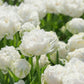 Tulipe Perroquet blanche