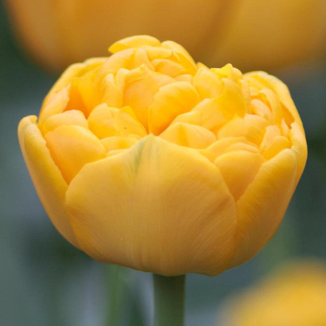 Tulipe Yellow Pomponette