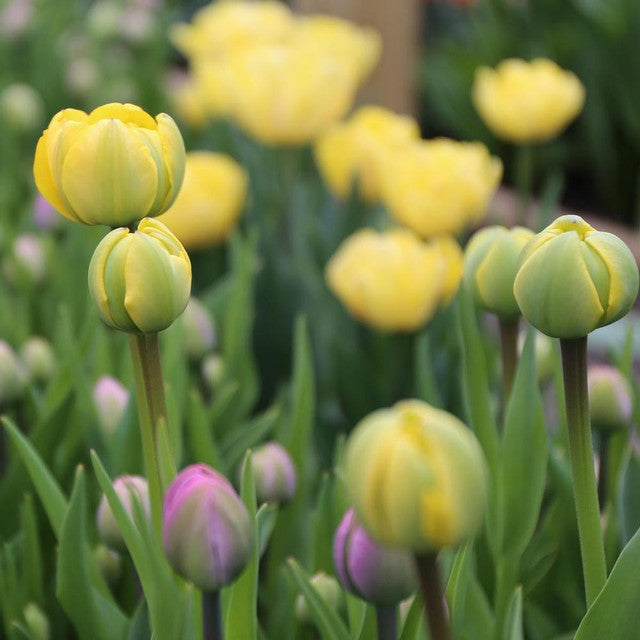 Tulipano Yellow Pomponette