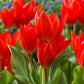 Tulipe naine rouge