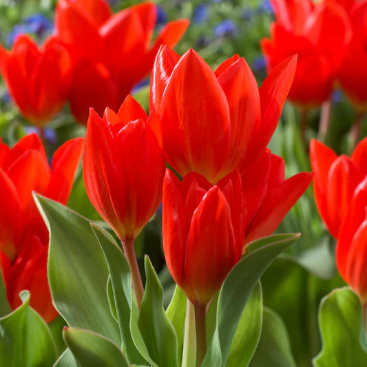 Tulipe naine rouge