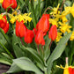 Tulipe naine rouge