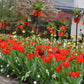 Tulipe naine rouge