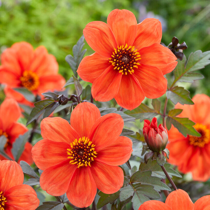 Dahlia Bishop Orange