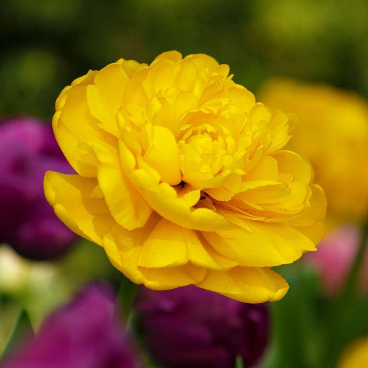 Tulipe Yellow Pomponette