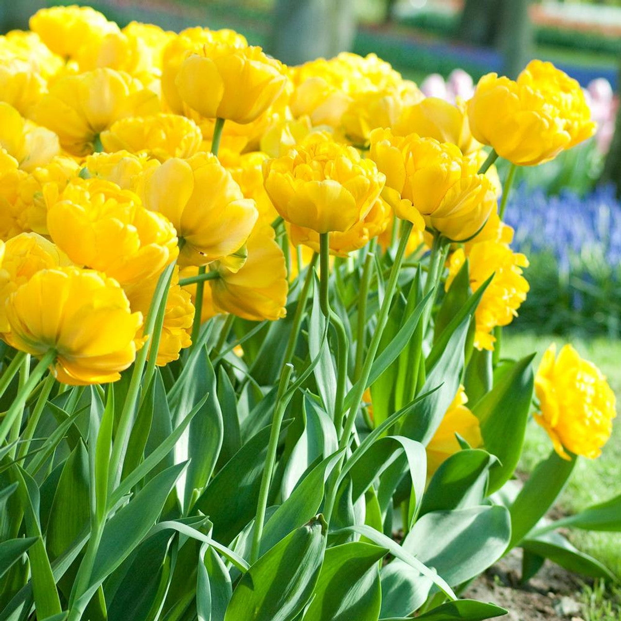 Tulipe Yellow Pomponette